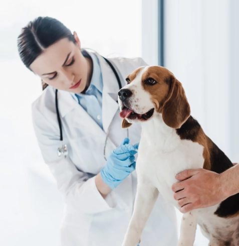 Ilıpınar Veteriner